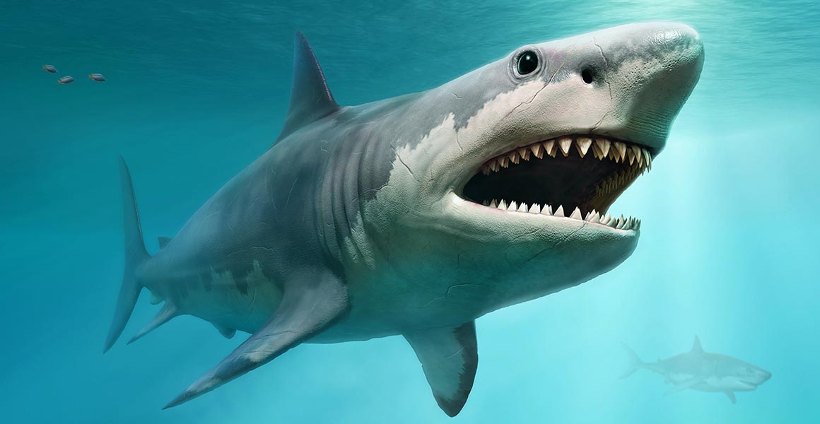 Megalodon Shark Video Reveals Ship-Snapping Power