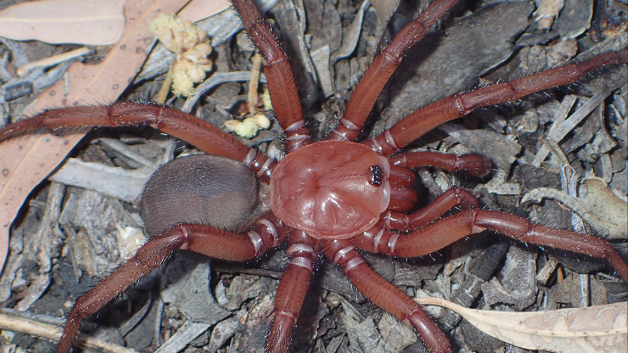 Terrifying Giant Trapdoor Spider Newly Found In Australia