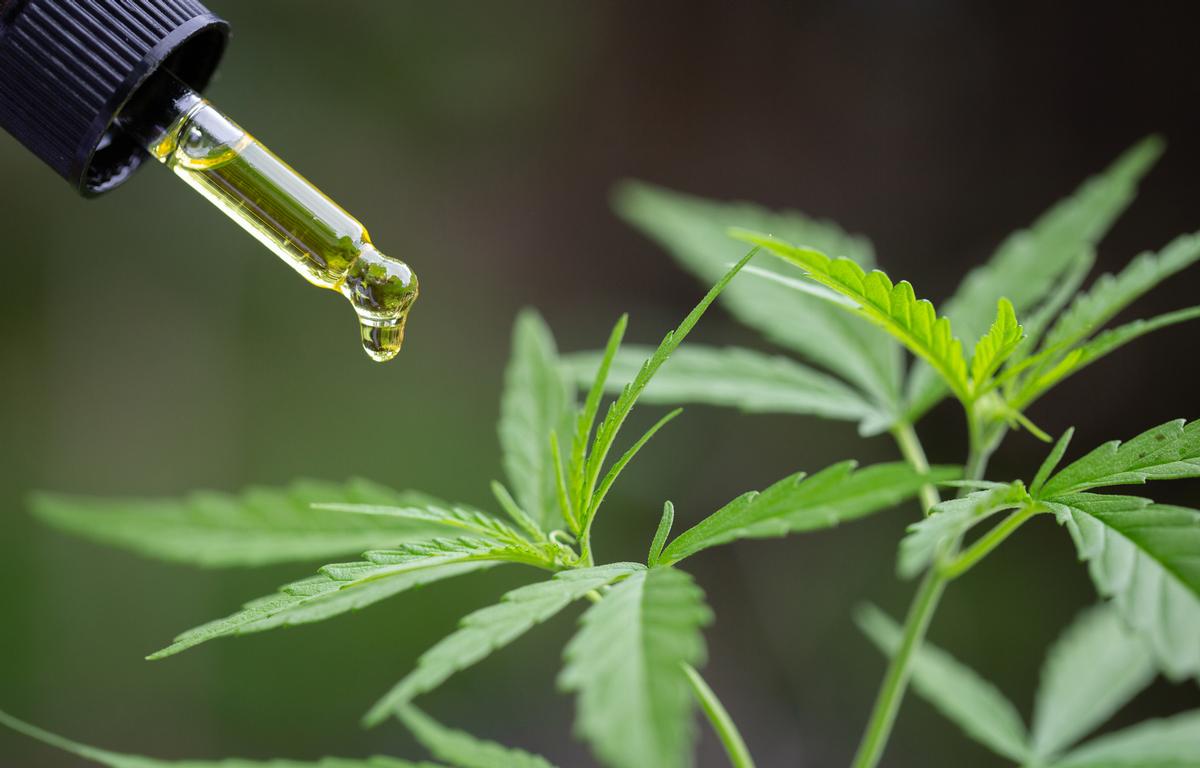 A dropper dropping oil on the cannabis leaves