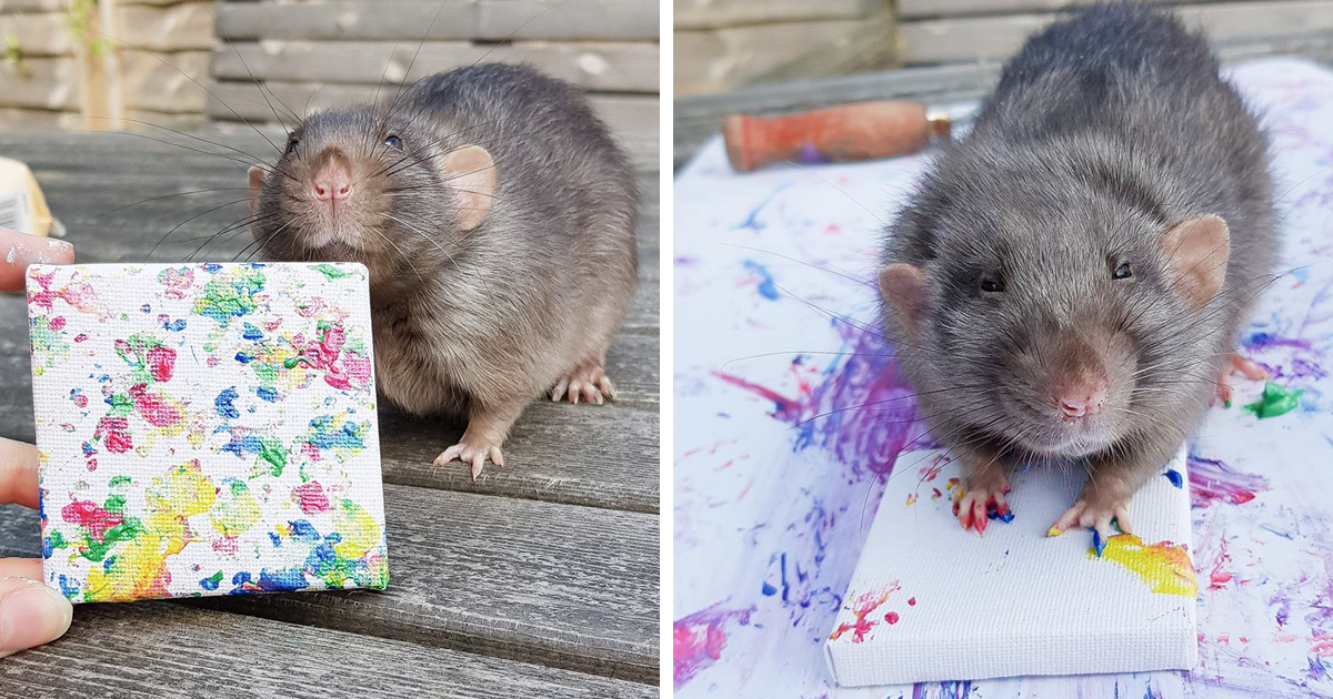 Artistic Rats Create Tiny Little Paintings And Their Work Is Already Sold Out