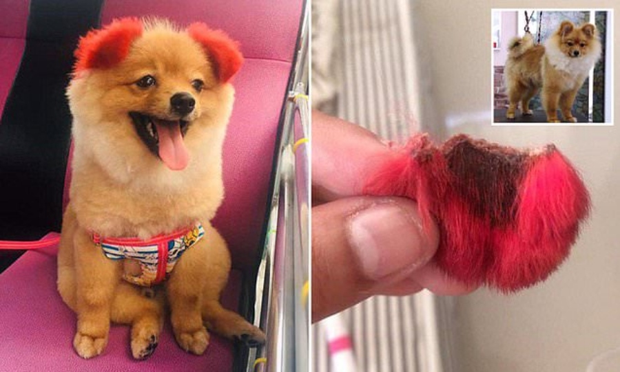 Dog Owner Slammed After She Dyes Her Pet's Ears Red