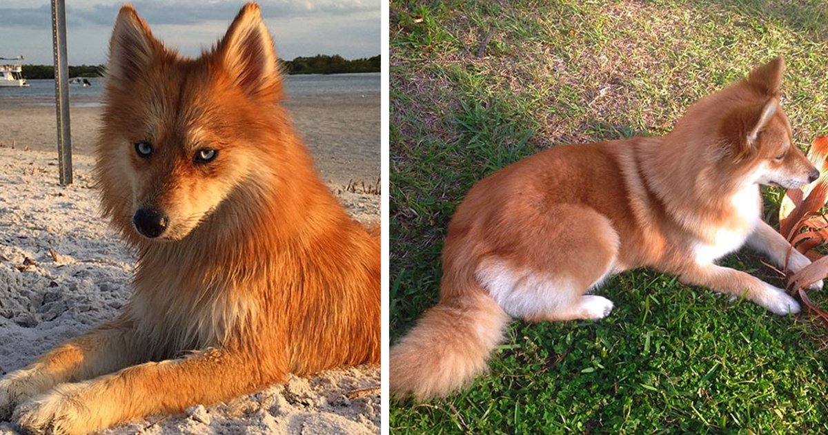 Meet Fox Dog A Pomeranian Husky Mix Taking The Internet By Storm