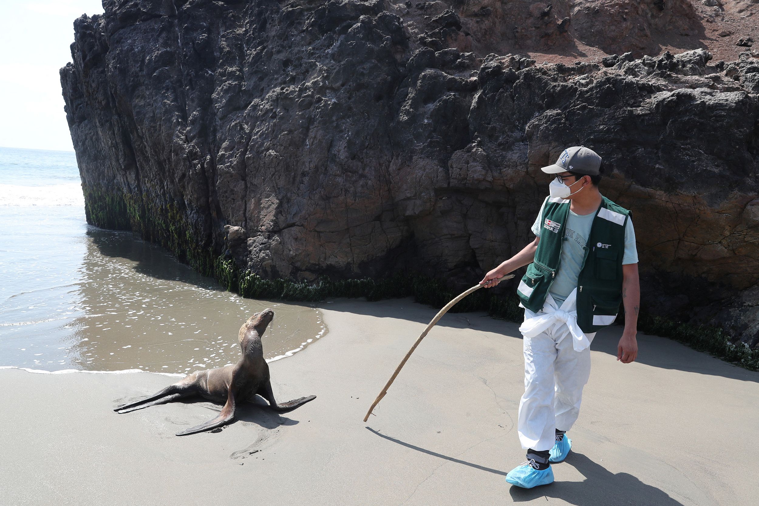 Thousands Of Sea Lion Deaths In Peru Due To Deadly Bird Flu Outbreak