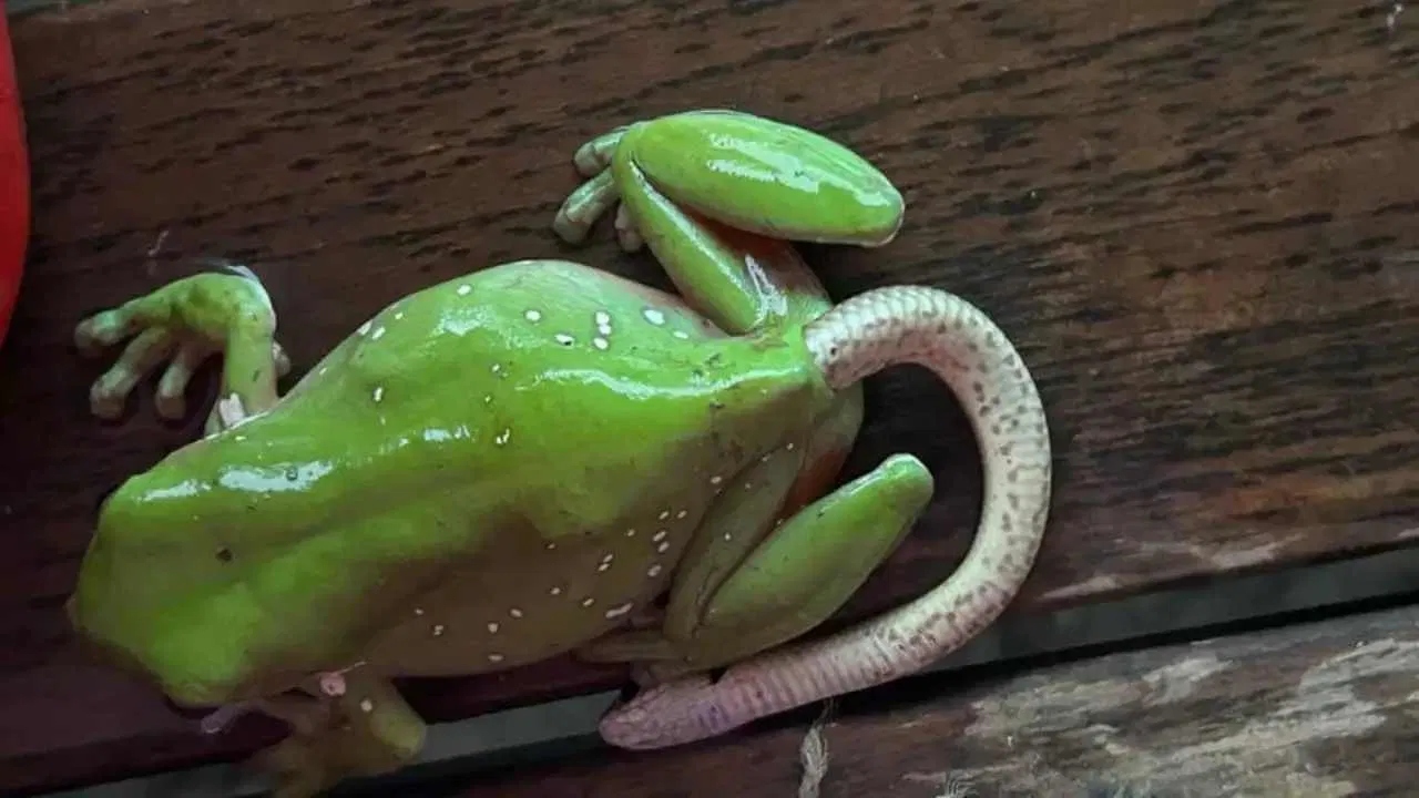 People Left Completely Baffled By A Live Snake Coming Out Of Frog's Backside