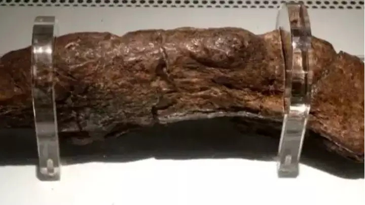 Preserved ancient largest poo