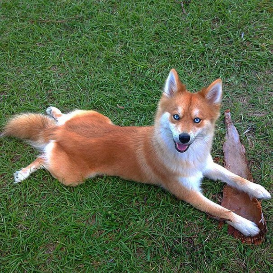 Mya, Fox Dog, sitting on grass