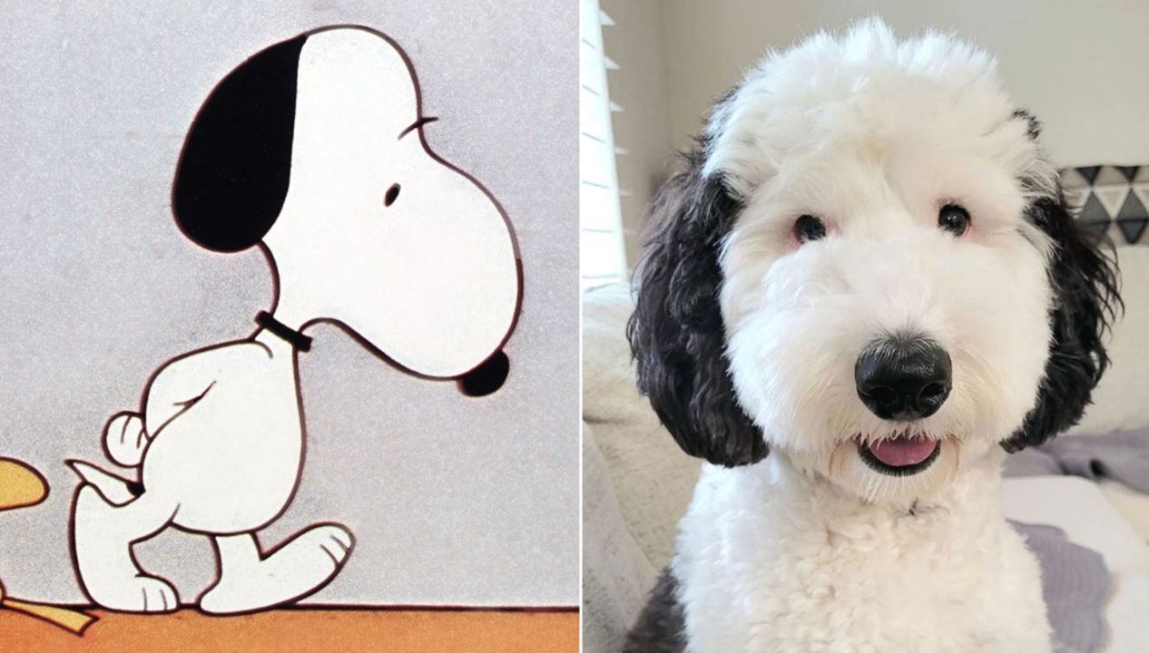 Bayley Is The Snoopy Dog’s Real-Life Doppelgänger
