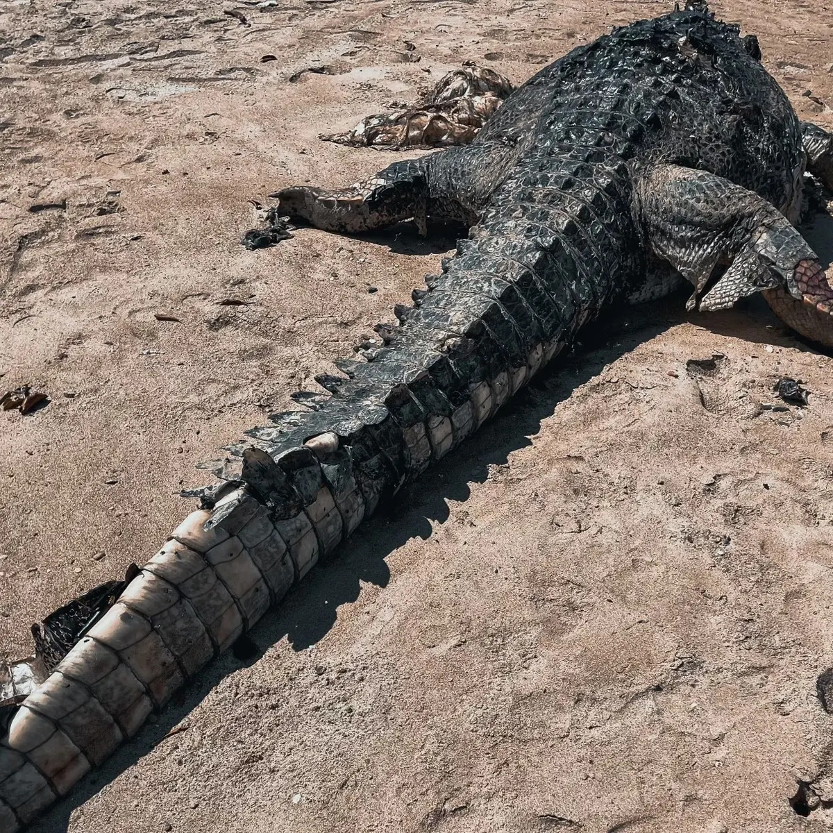 Headless Crocodile In North Queensland Beach