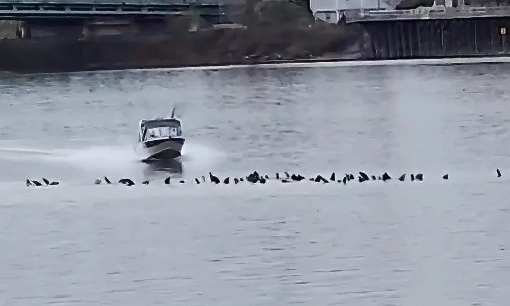 Boater Endangers Protected Sea Lions In Portland's Columbia River
