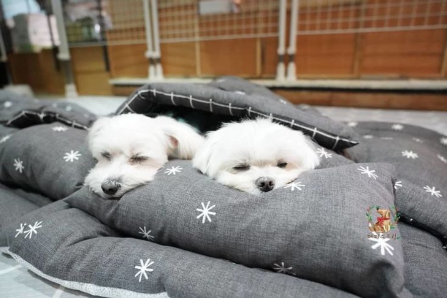 White dogs sleeping in Puppy Spring daycare center