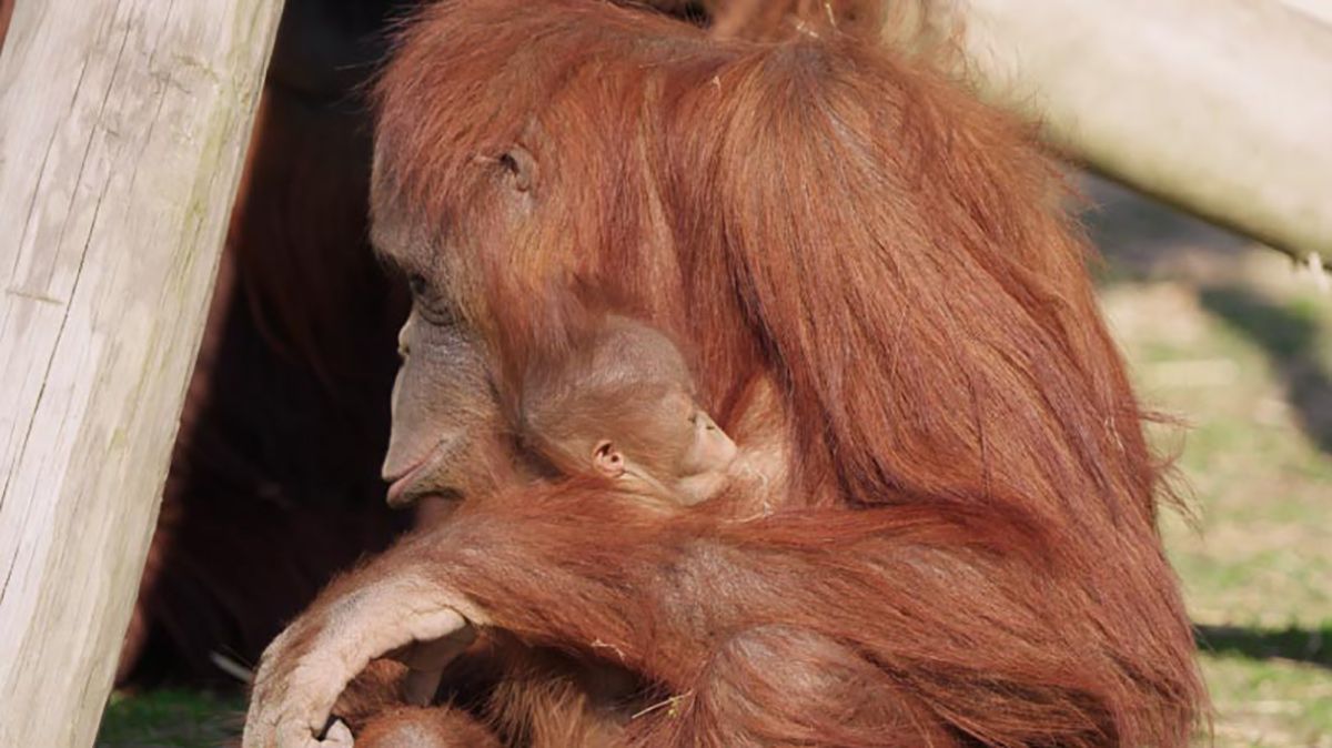Baby orangutan breastfeeding from a mother orangutan