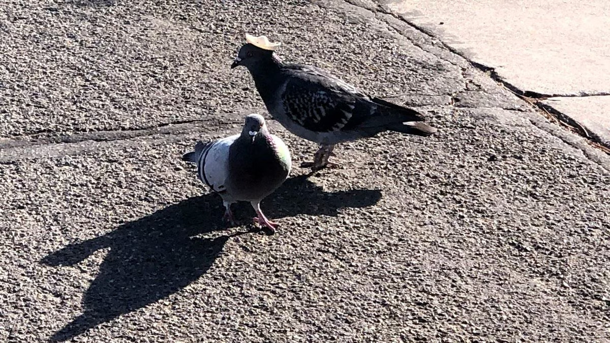 Pigeon With A Sombrero Spotted In Nevada, Sparks Investigation