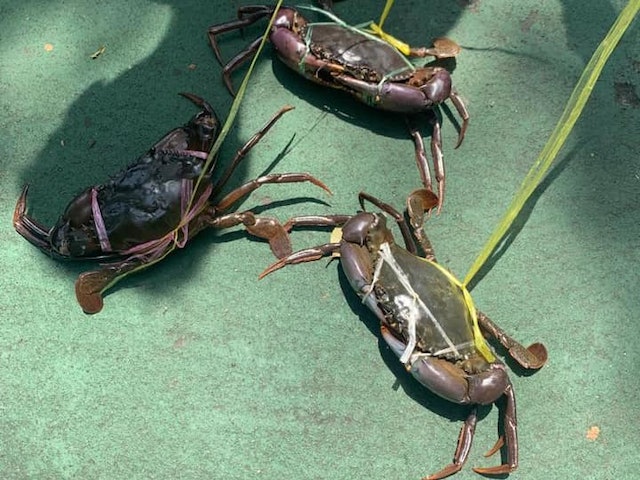 Three crabs tied with straw ropes