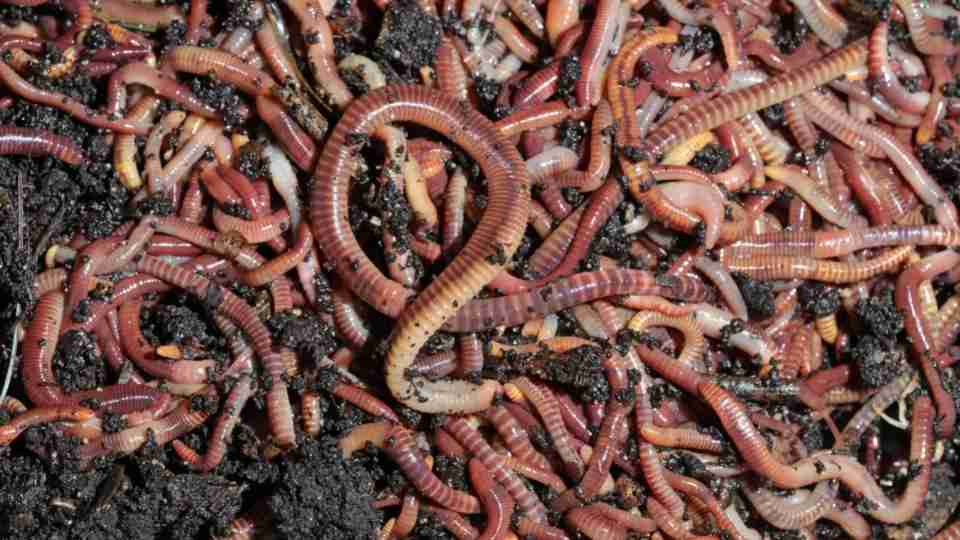 What Does It Mean When You Dream About Pulling Worms Out Of Your Body?