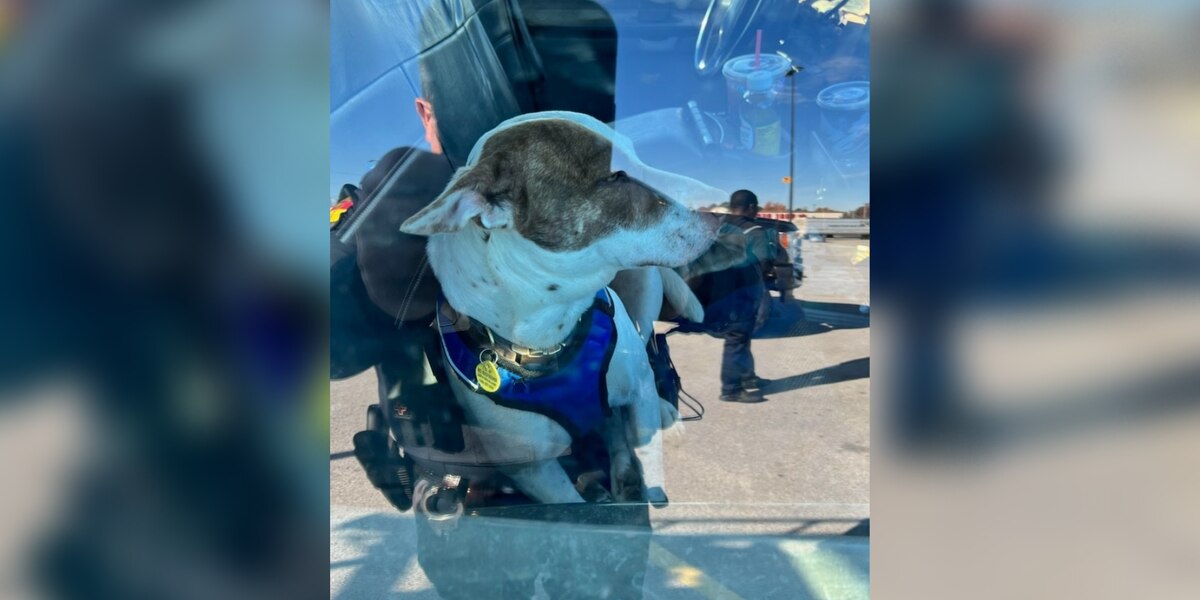Dog drives car in Walmart parking and creates chaos