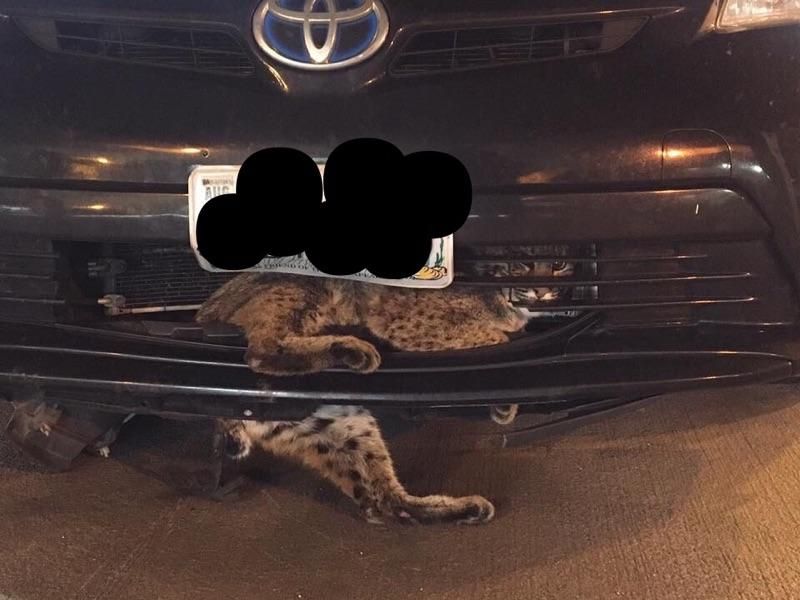 Video Shows A Bobcat Stuck In Car Grill After Getting Hit By Car