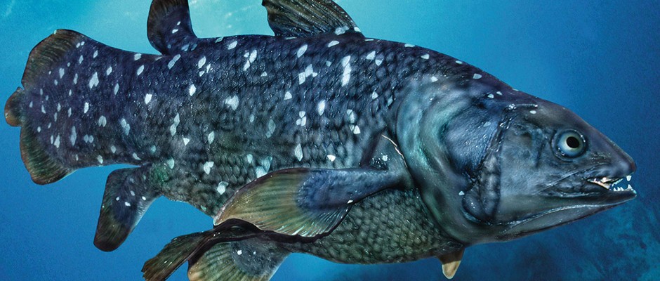 Coelacanth fish in sea