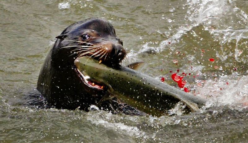 A sea lion with a fish in his mouth in the river
