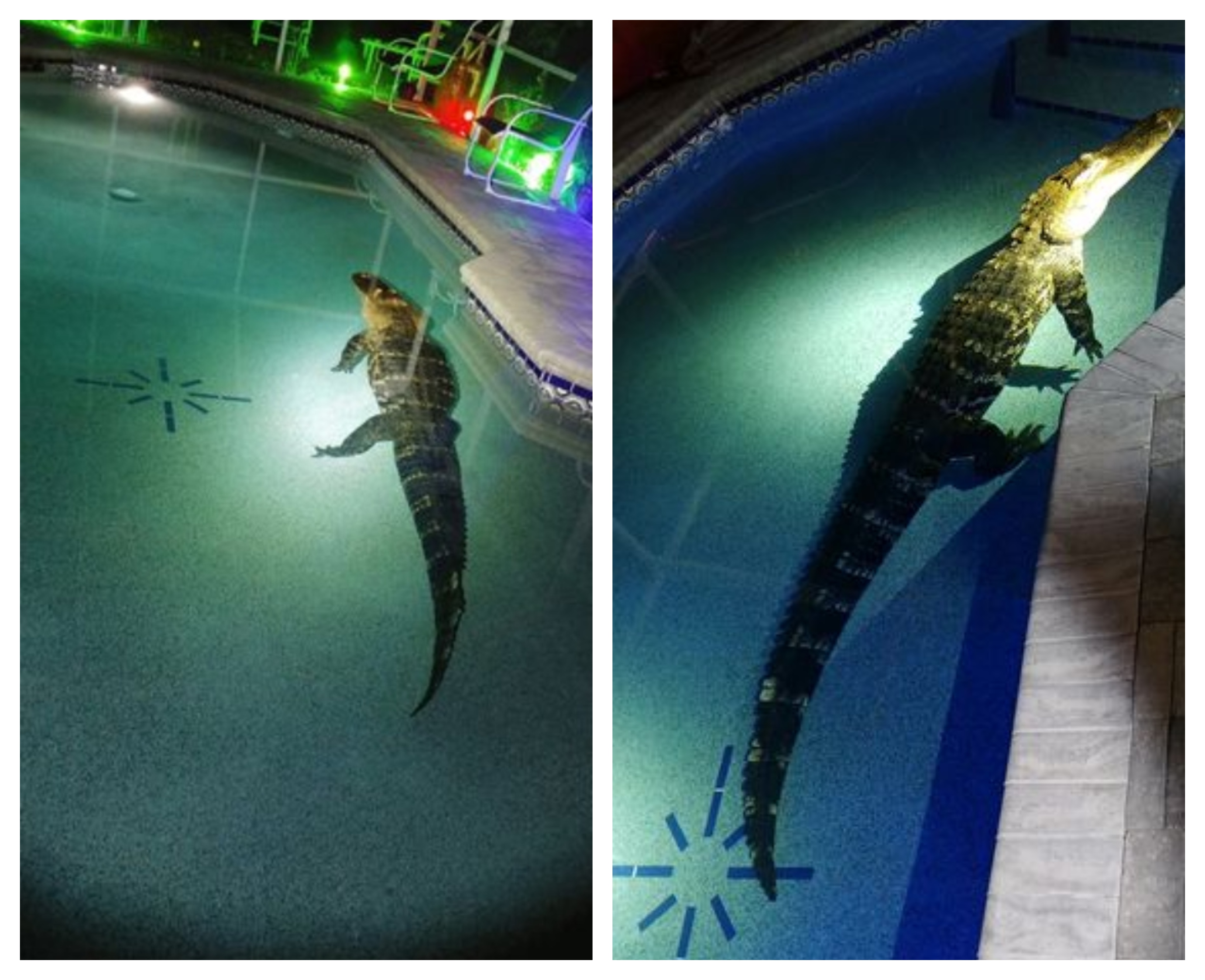 Alligator Spotted Taking A Leisurely Swim In A Florida Family's Pool