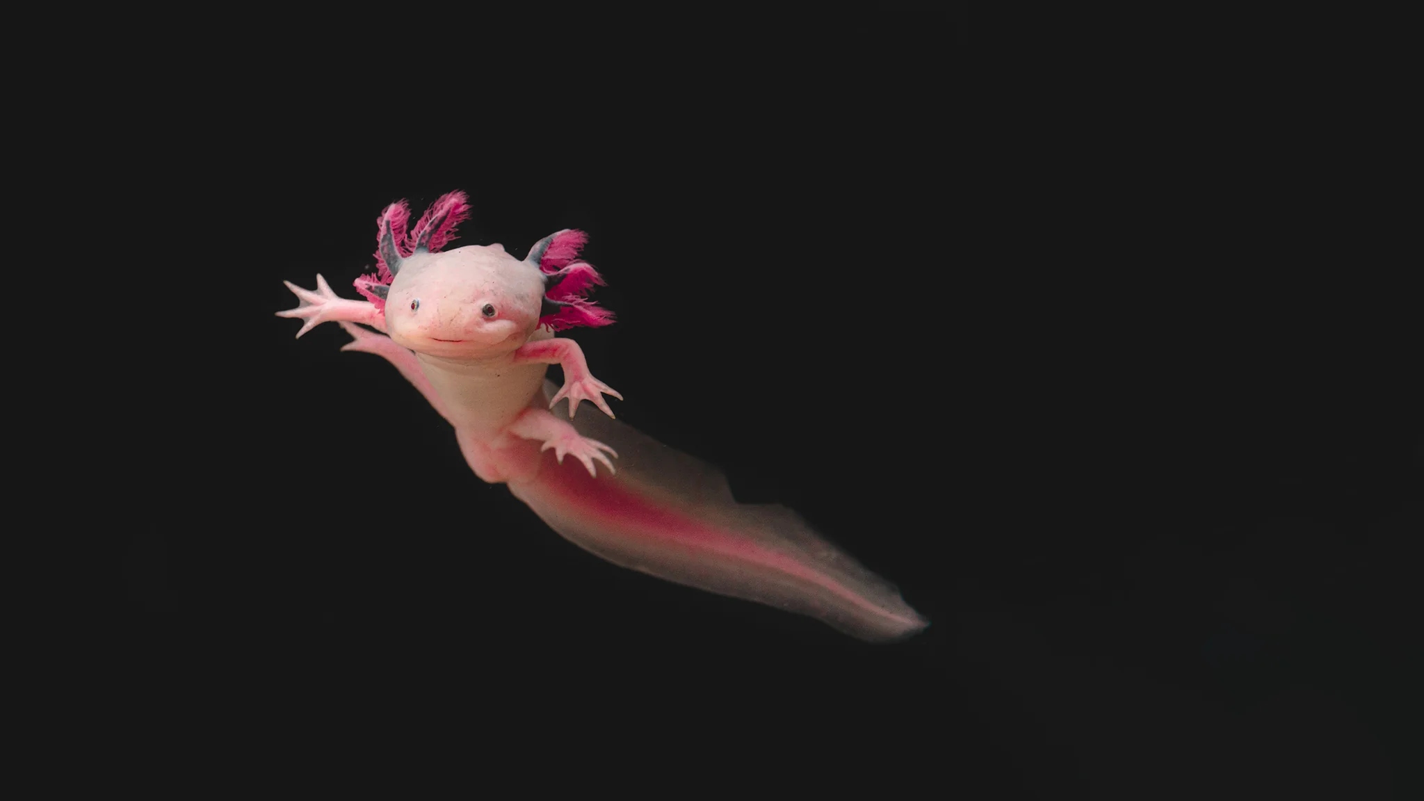 Light pink and dark pink Axolotl