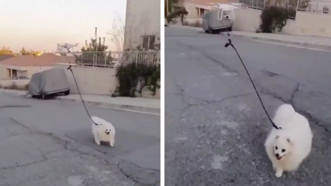 Man Uses A Drone To Walk His Dog During Quarantine