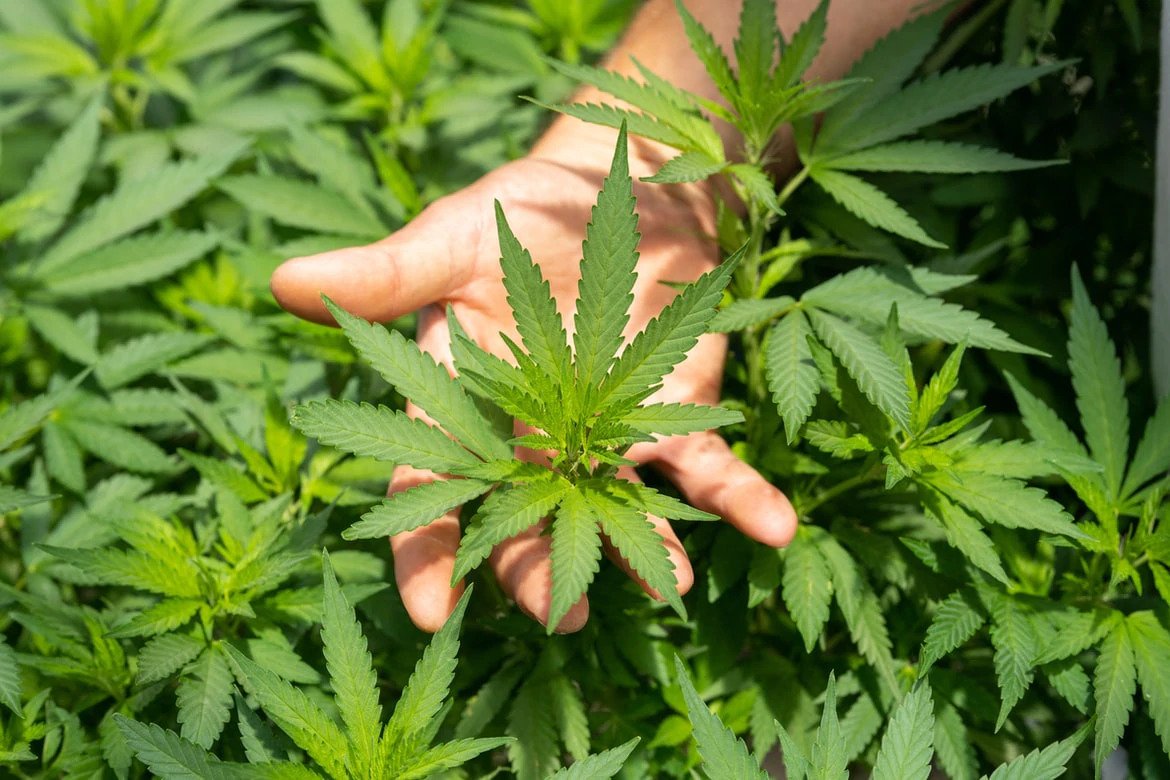 A man holding fresh marijuana or hemp leaves