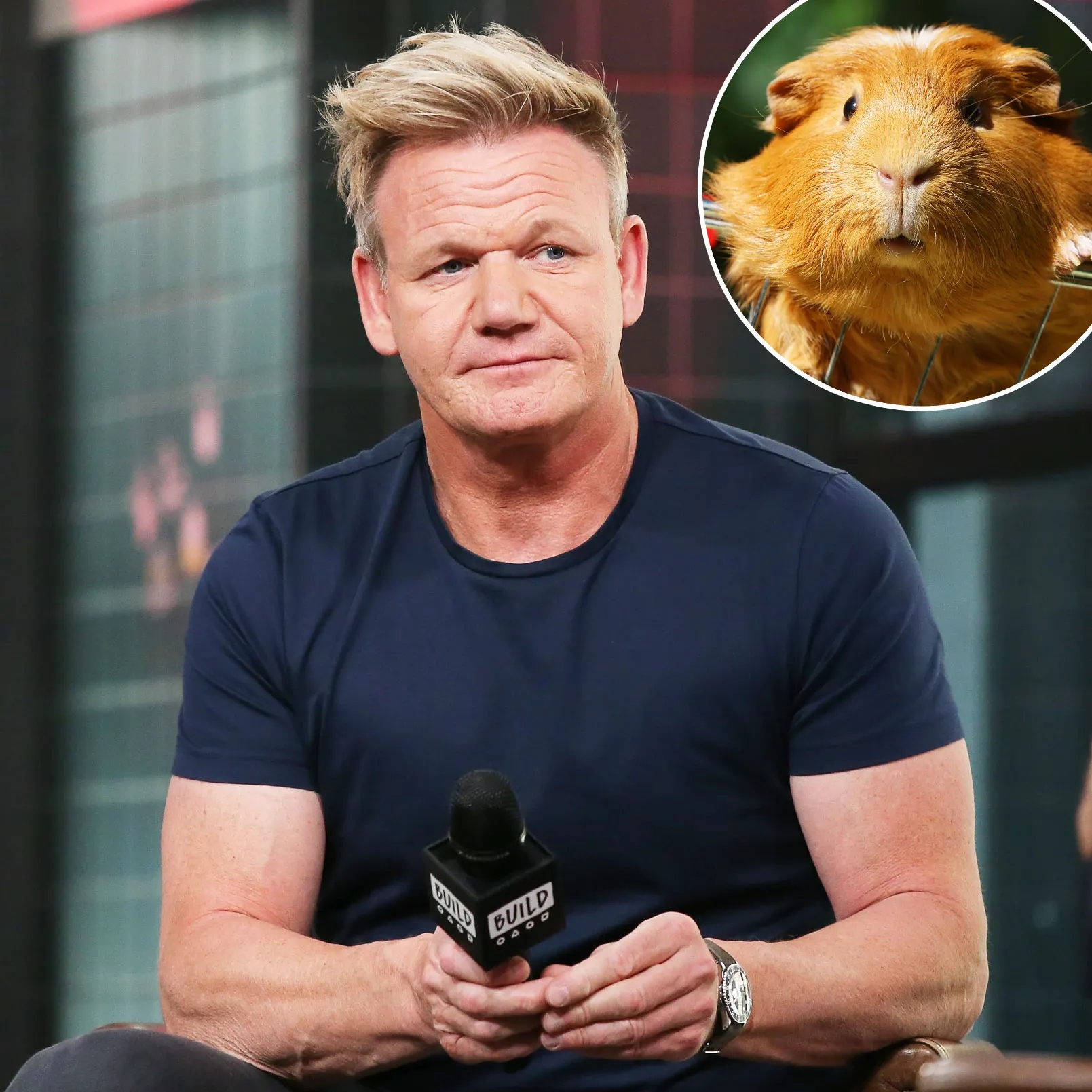 Gordon Ramsay during an interview; Guinea pig