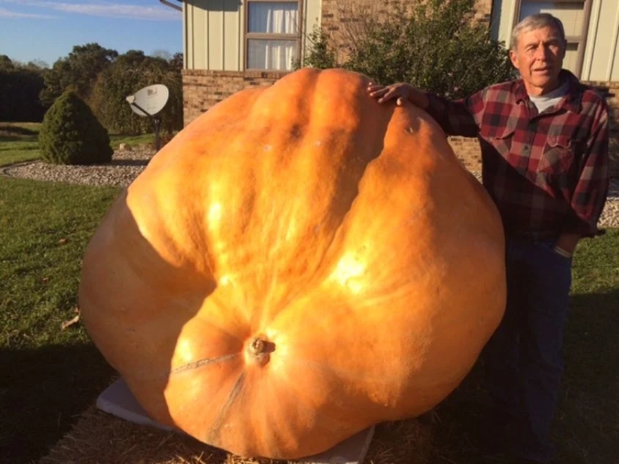 Man Grows Giant Pumpkin In His Backyard