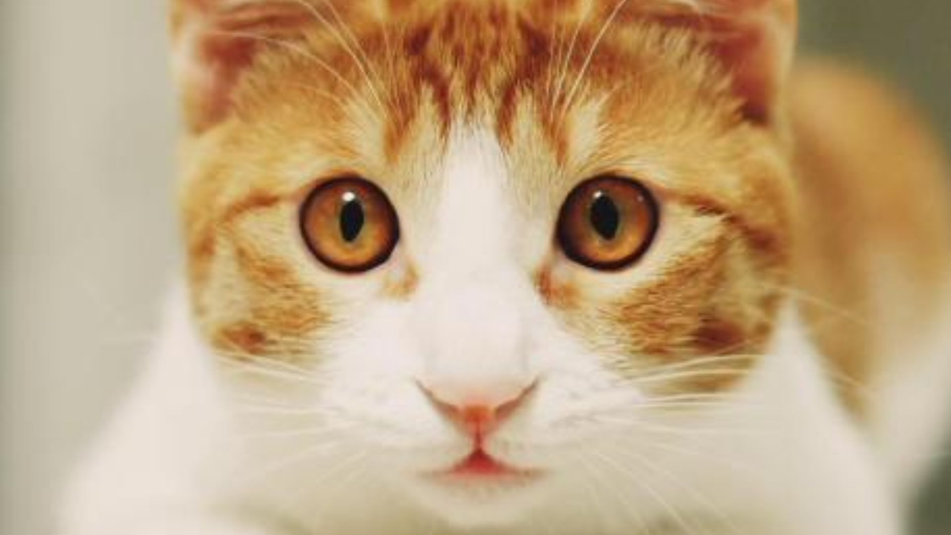 Closeup Of Cat Face
