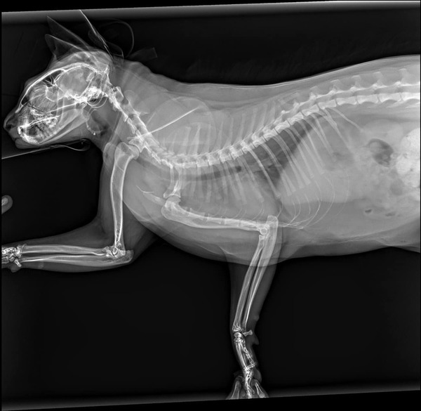 X-Ray Scan Of A Cat