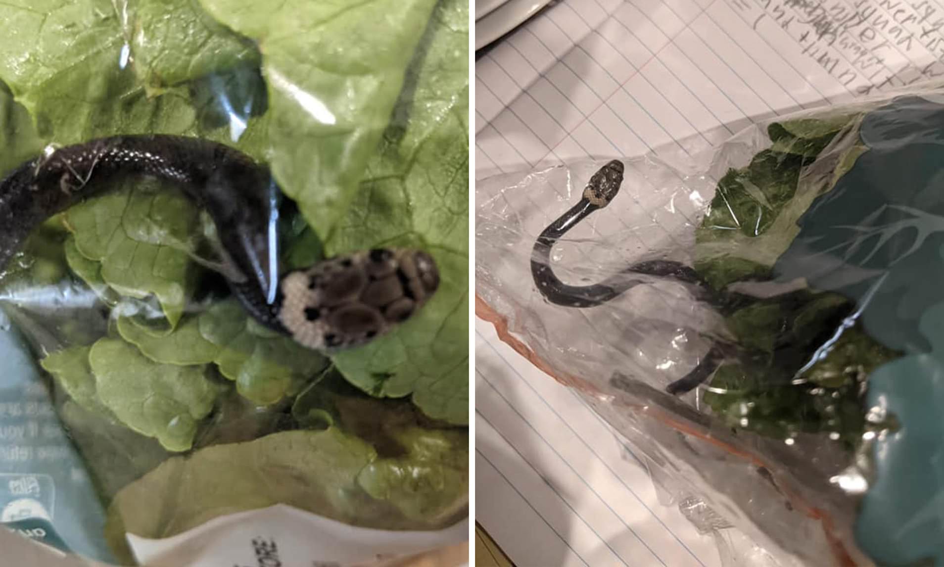 Snake Found Hiding In A Bag Of Lettuce At Grocery Store