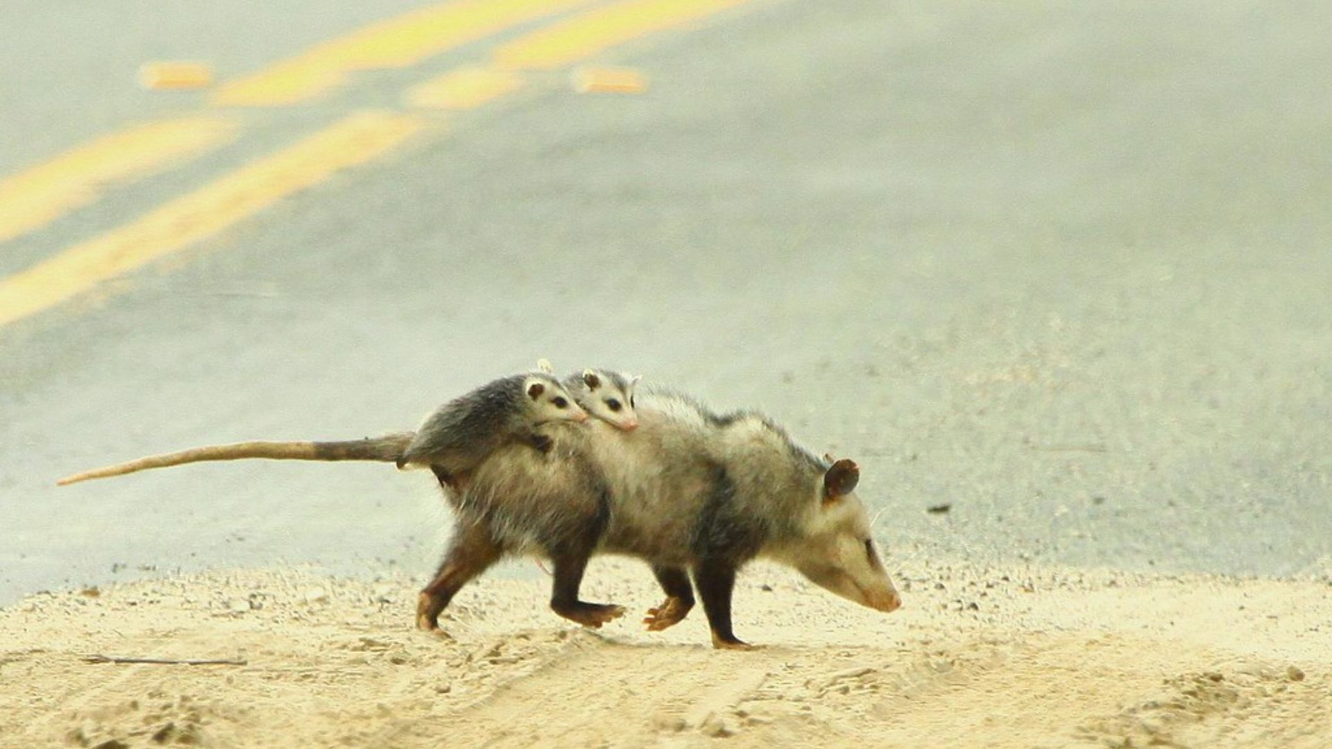 Why Did The Possum Cross The Road?