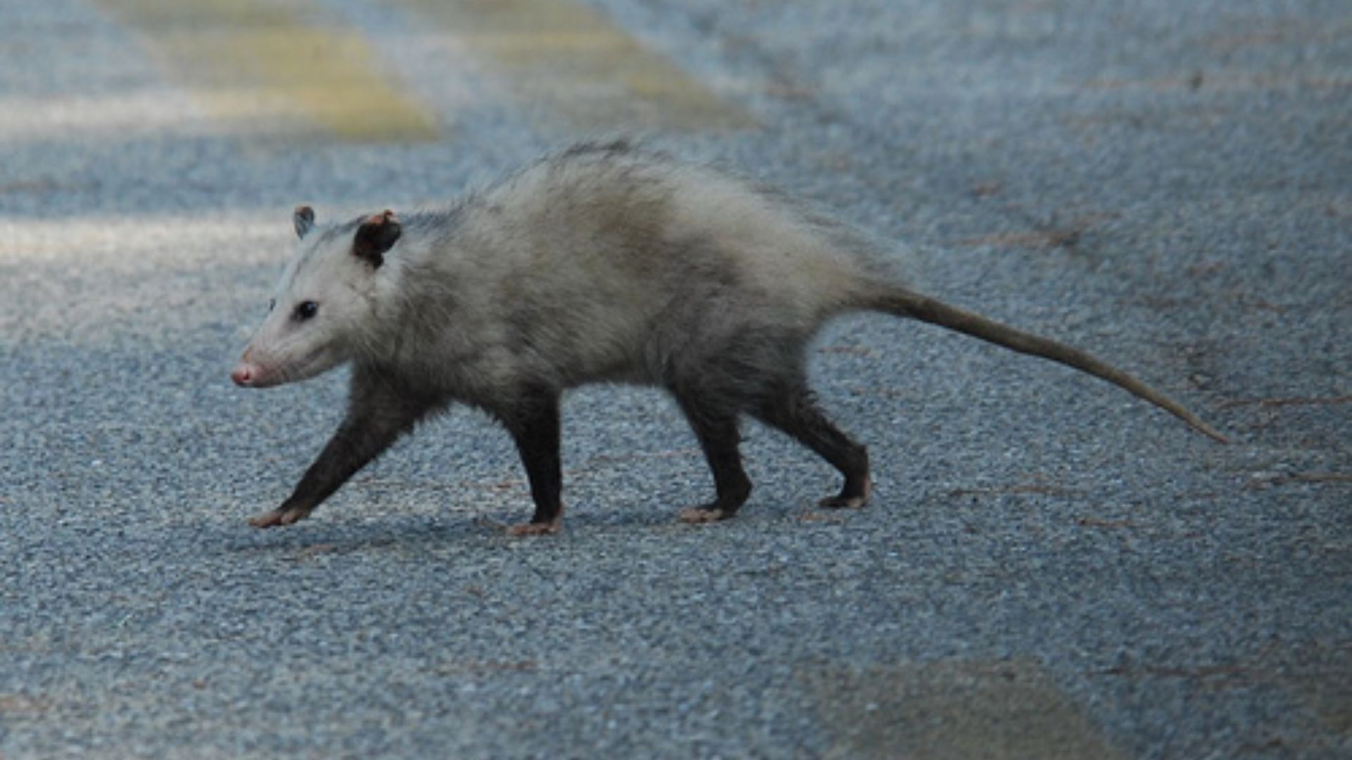 Possum Crossing The Road
