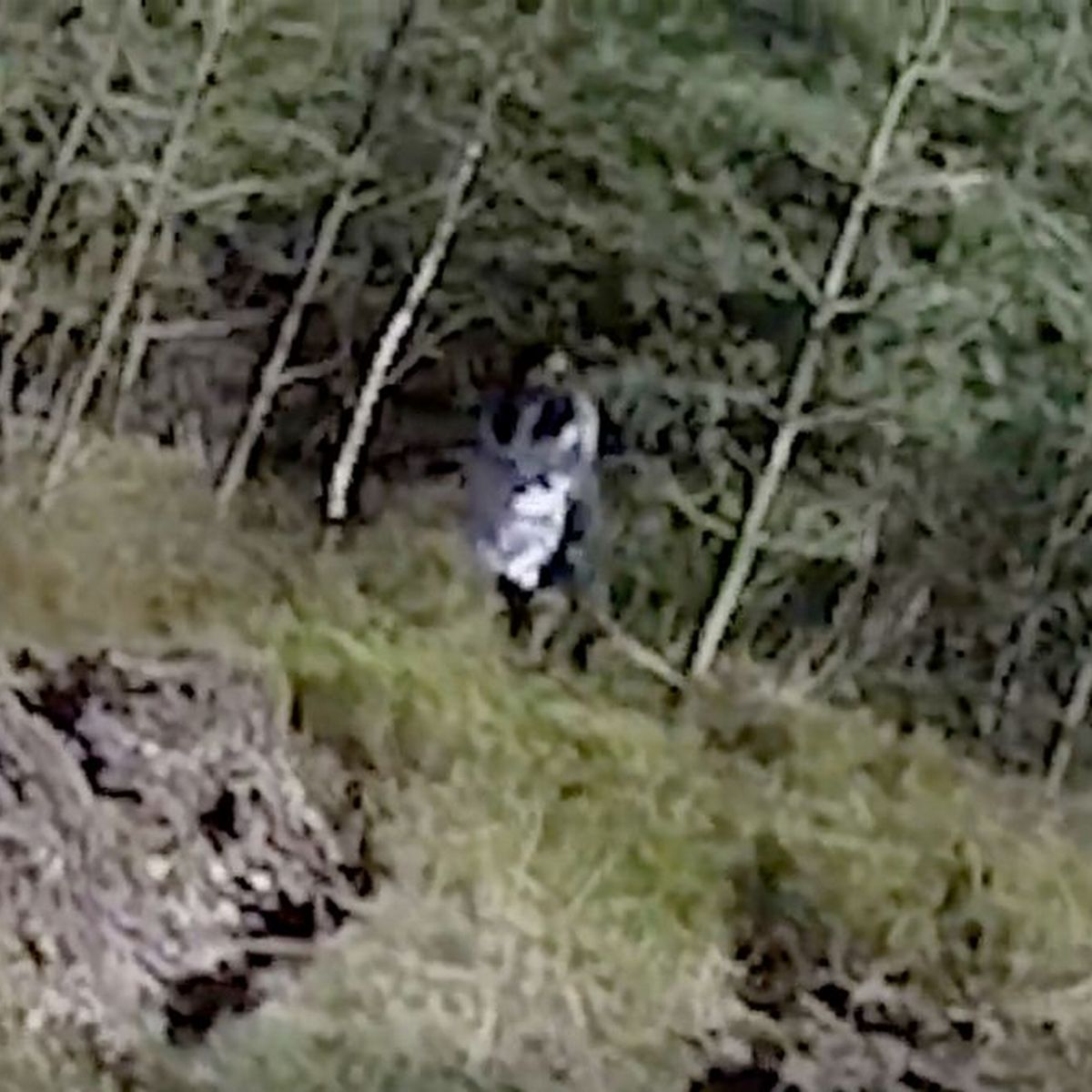 Mysterious 'Black-Eyed Girl' Spotted Running In Cannock Chase Forest - Spooky Drone Footage
