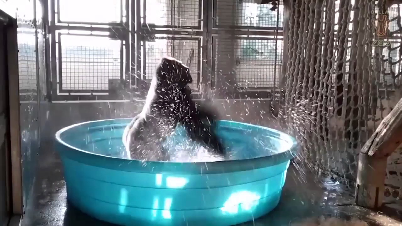Gorilla At Zoo Shows Off Impressive Breakdancing Moves