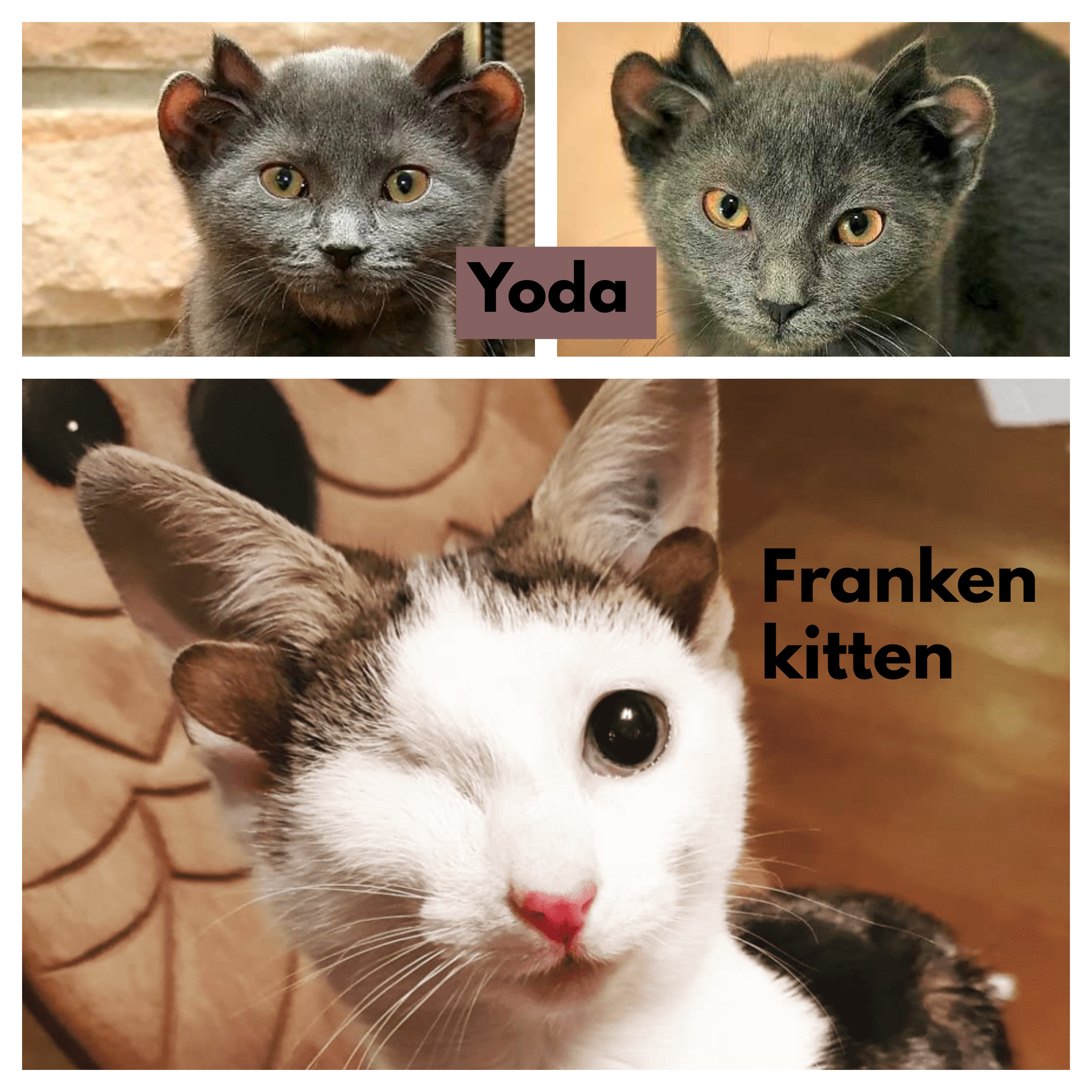 Yoda 4-eared cat; 4-eared and one-eyed white cat Frankenkitten