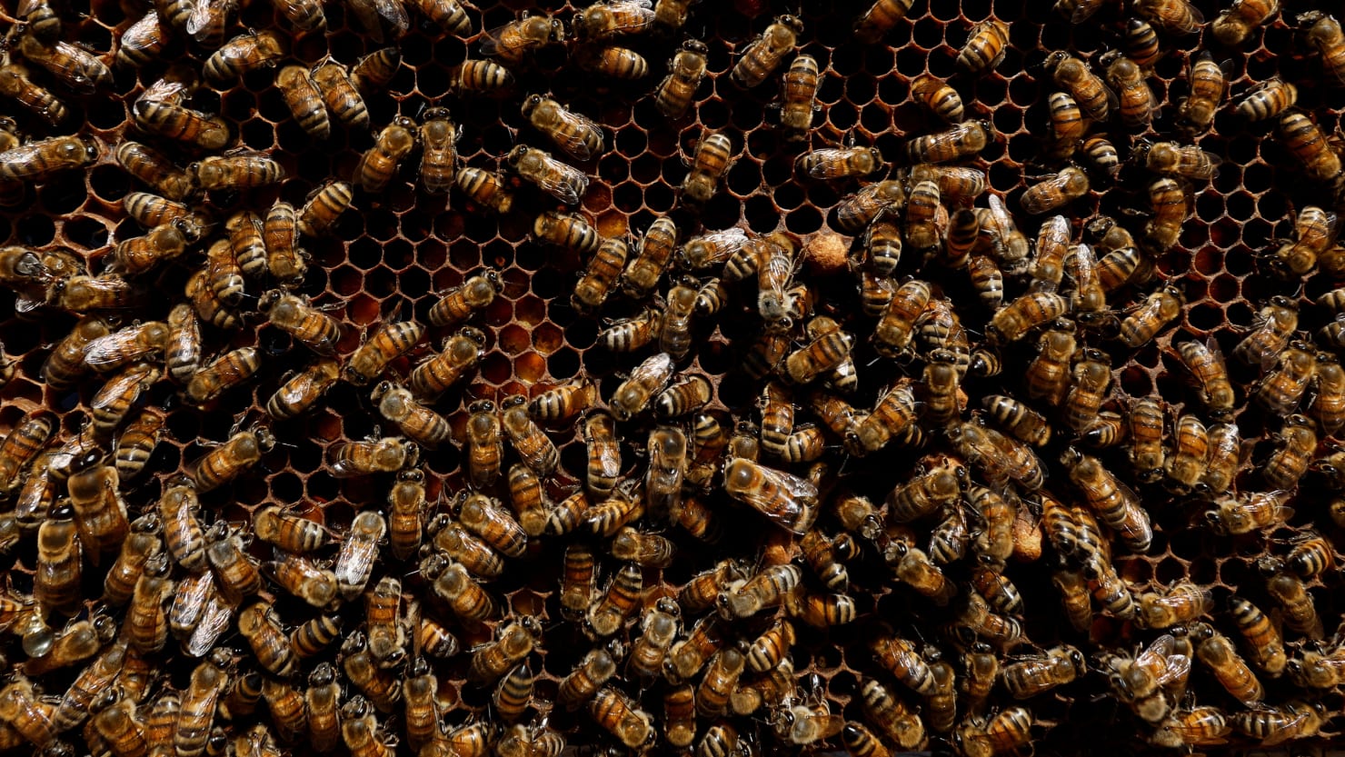 Mom Stung 75 Times While Saving Kids During Bee Attack