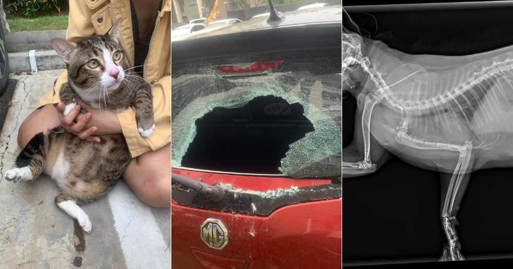 8.5kg Cat In Thailand Survives 6 Storey Fall, Smashes Car Window, And Escapes Unscathed!
