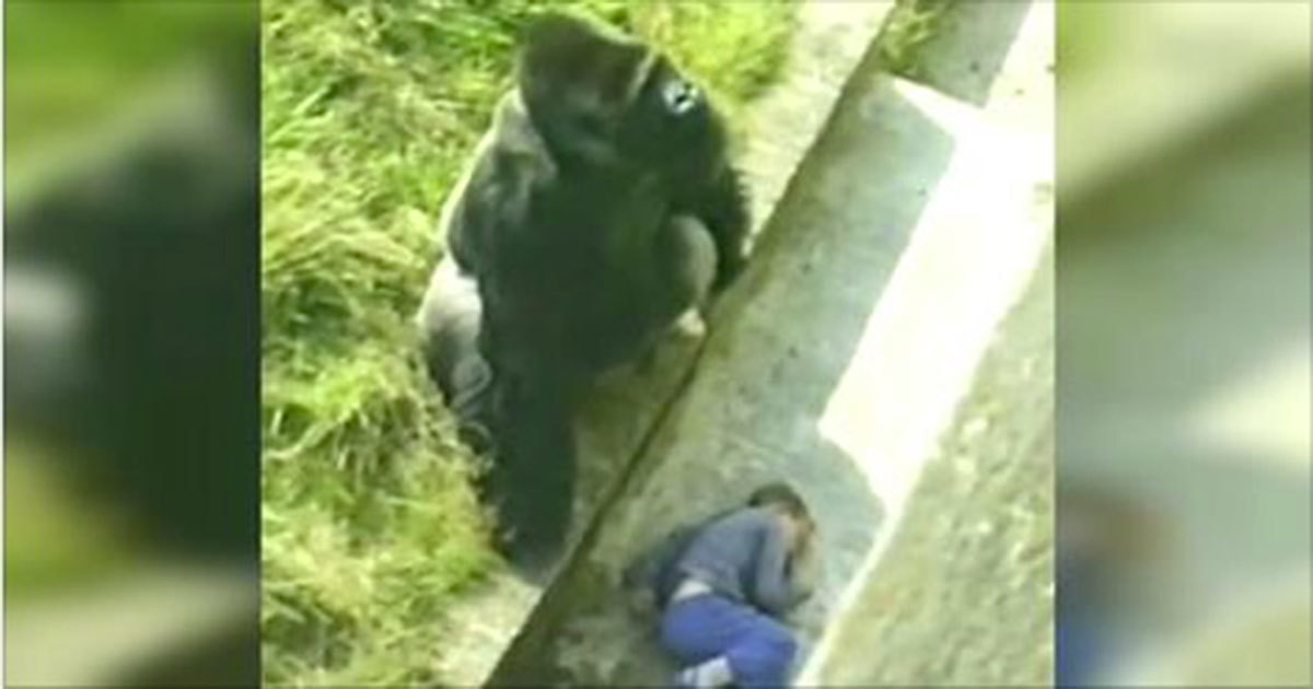 Jambo The Gorilla Made Headlines All Over The World 37 Years Ago