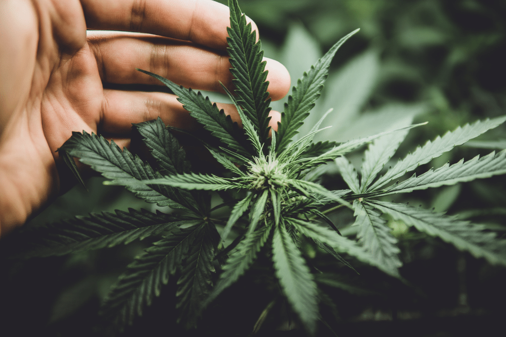 A man touching a Cannabis plant