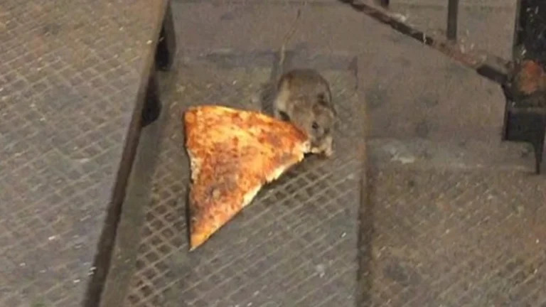 Pizza Rat Meme