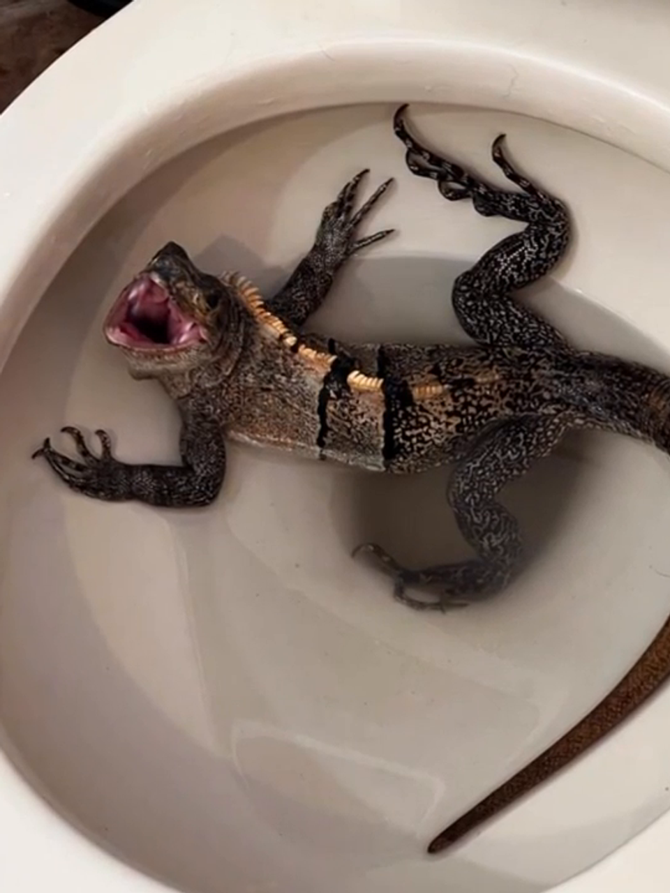 Florida Man Finds Hissing Iguana In Toilet