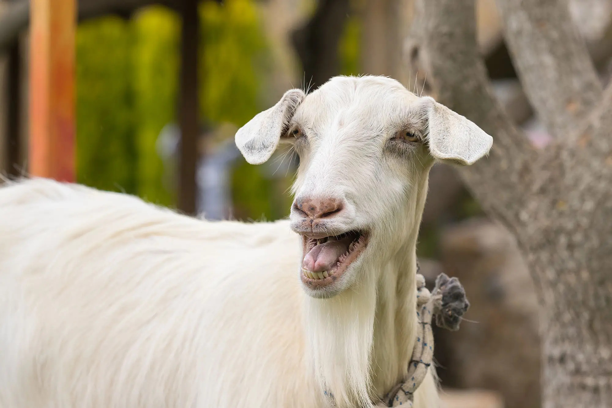 Police Respond To Person Crying For Help Discover Very Upset Goat