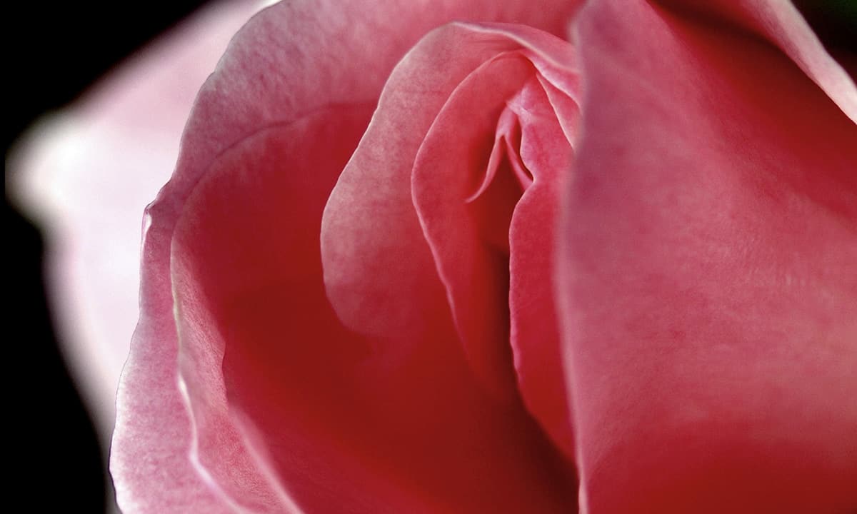 A Rose In The Form Of A Vagina