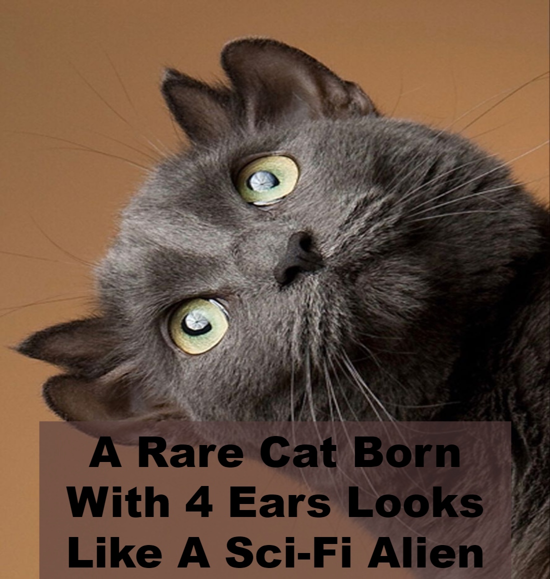 A Rare Cat Born With 4 Ears Looks Like A Sci-Fi Alien