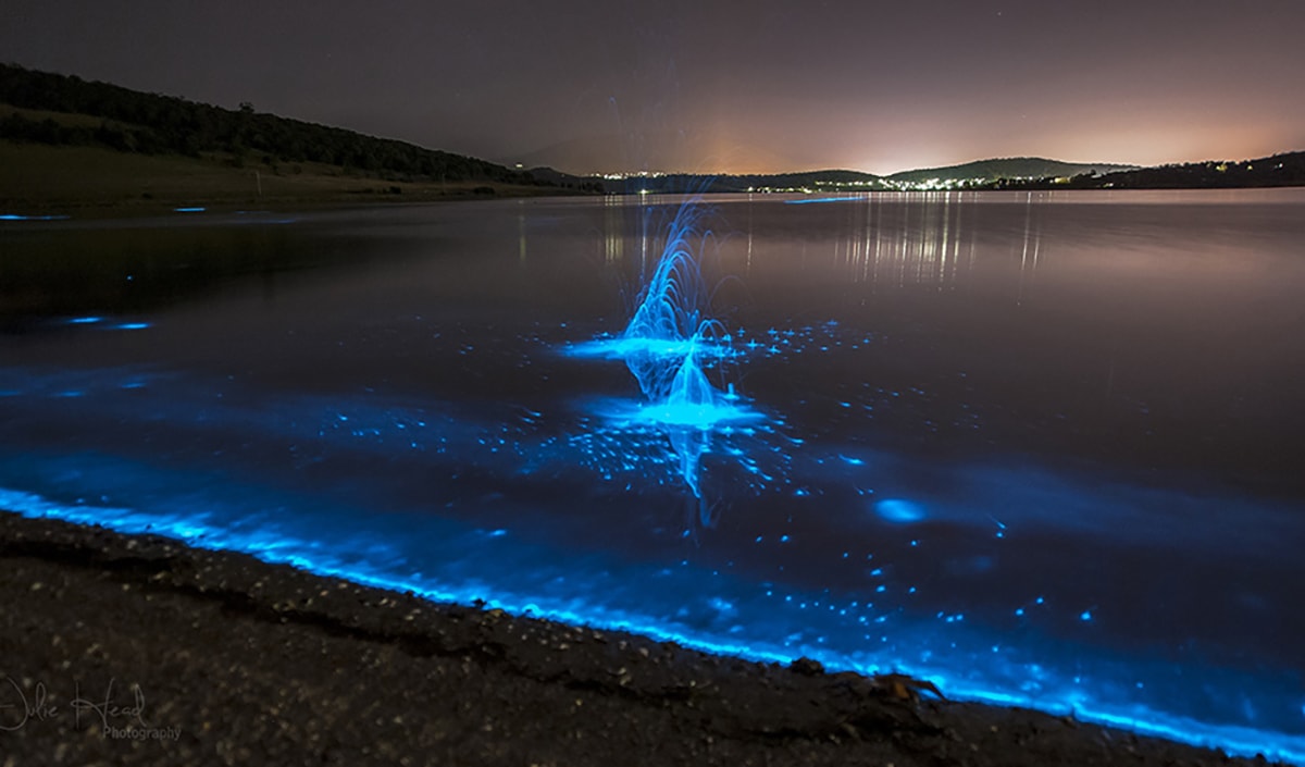 Blue glowing bioluminescent algae at the sea shore