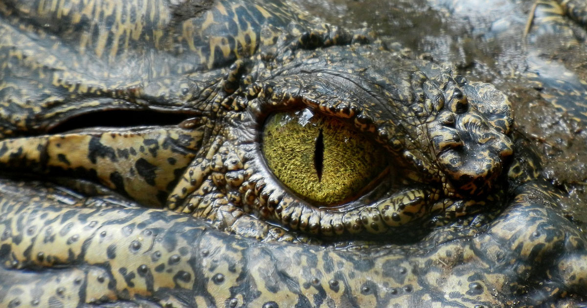 Are Crocodiles Really Biologically Immortal?