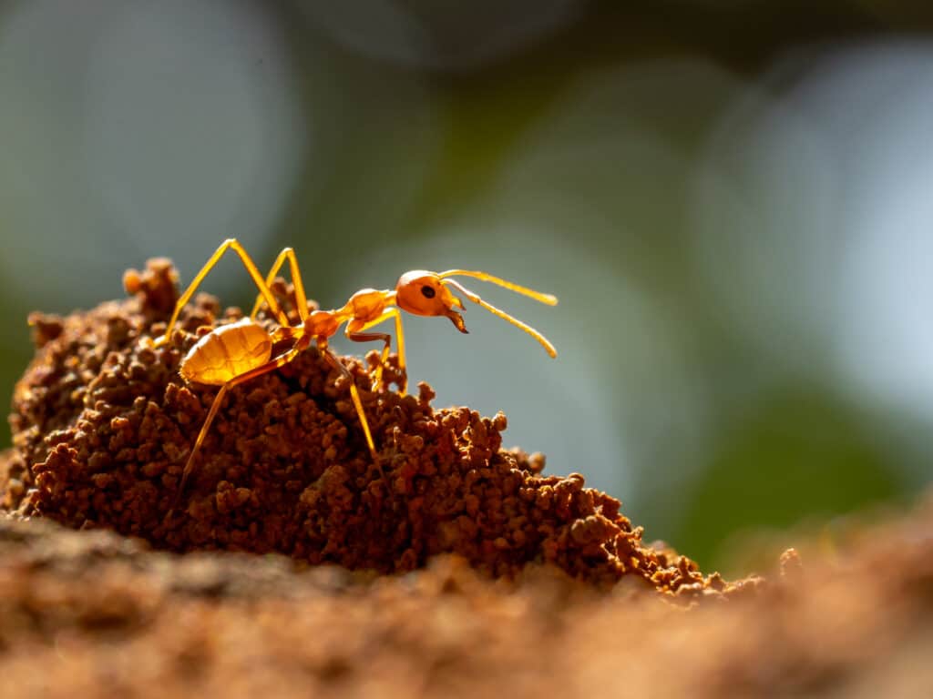 Scientists Uncover Mega City When They Pumped Cement Into Abandoned Ant Hill