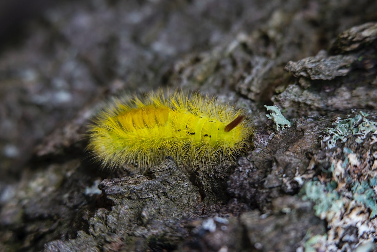 Yellow Tussock Moth Caterpillar on Black Rock