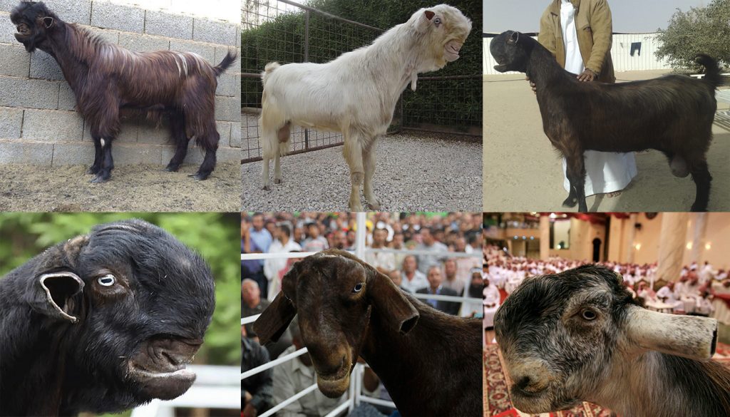 Brown, white, and black colored different breeds of weird ugly Shami Damascus goats